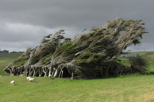 This is One of the World’s Windiest Places Where the Trees are Permanently Bent and Crooked