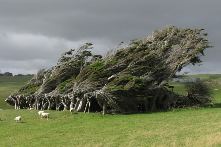This is One of the World’s Windiest Places Where the Trees are Permanently Bent and Crooked