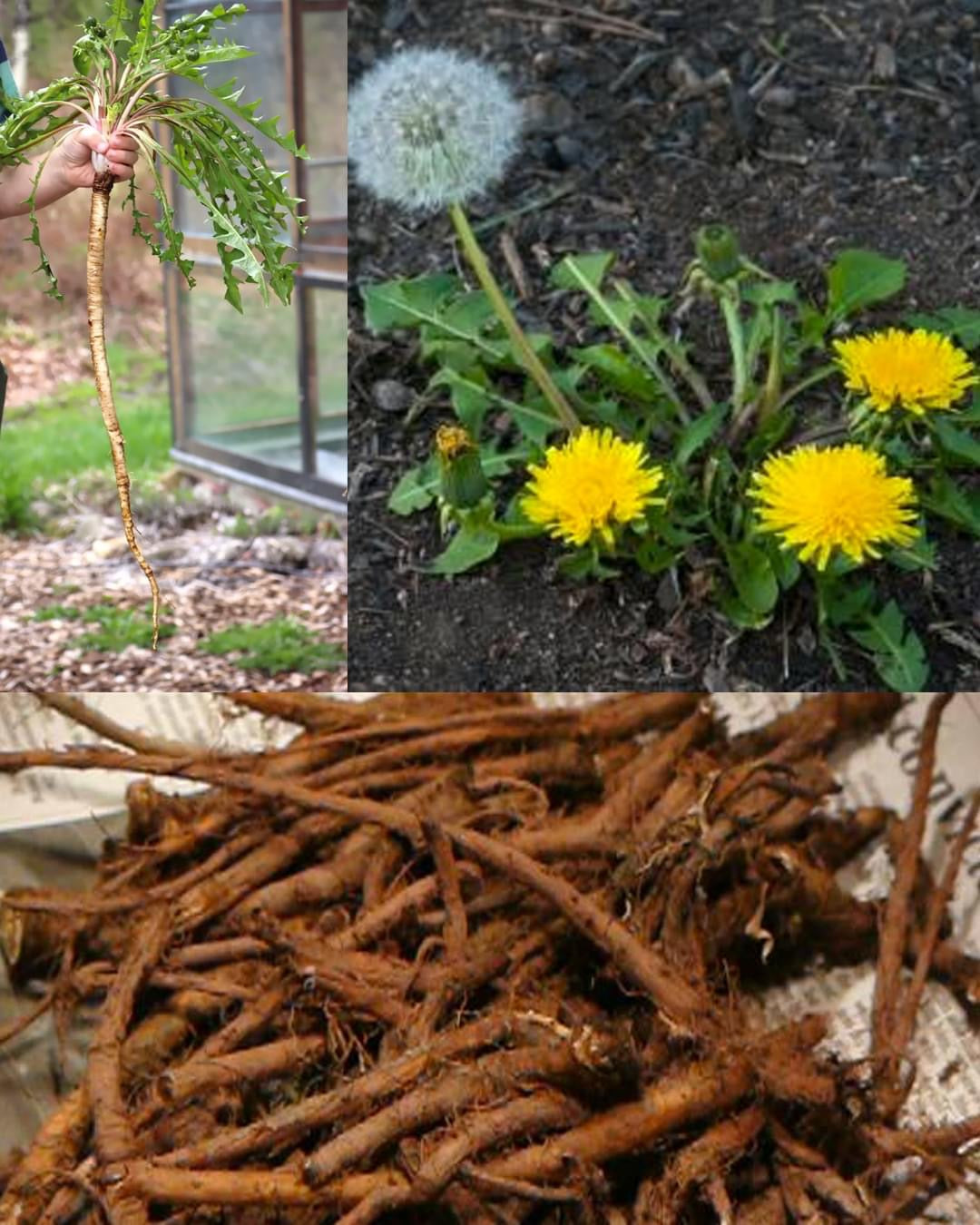 Discover the Hidden Wonders of Dandelion Roots