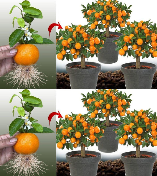 Discover the Joy of Growing Your Own Tangerines at Home