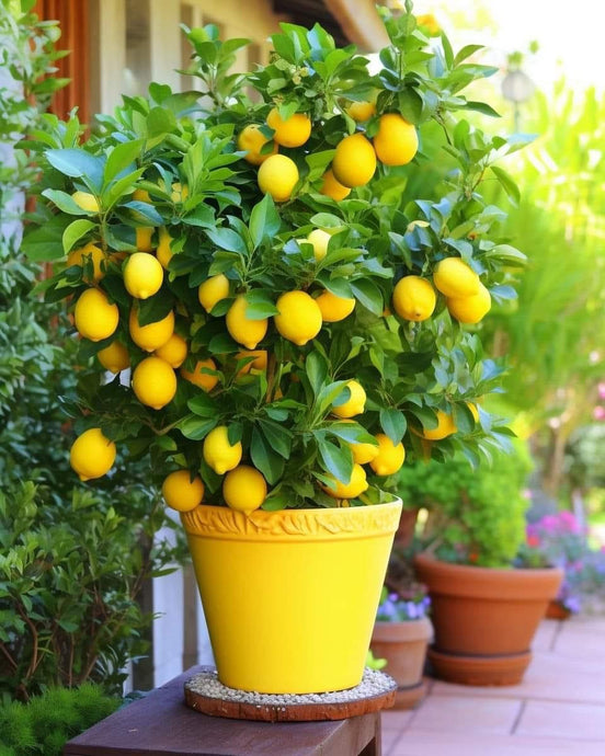 A Guide to Pruning and Growing Lemon Trees