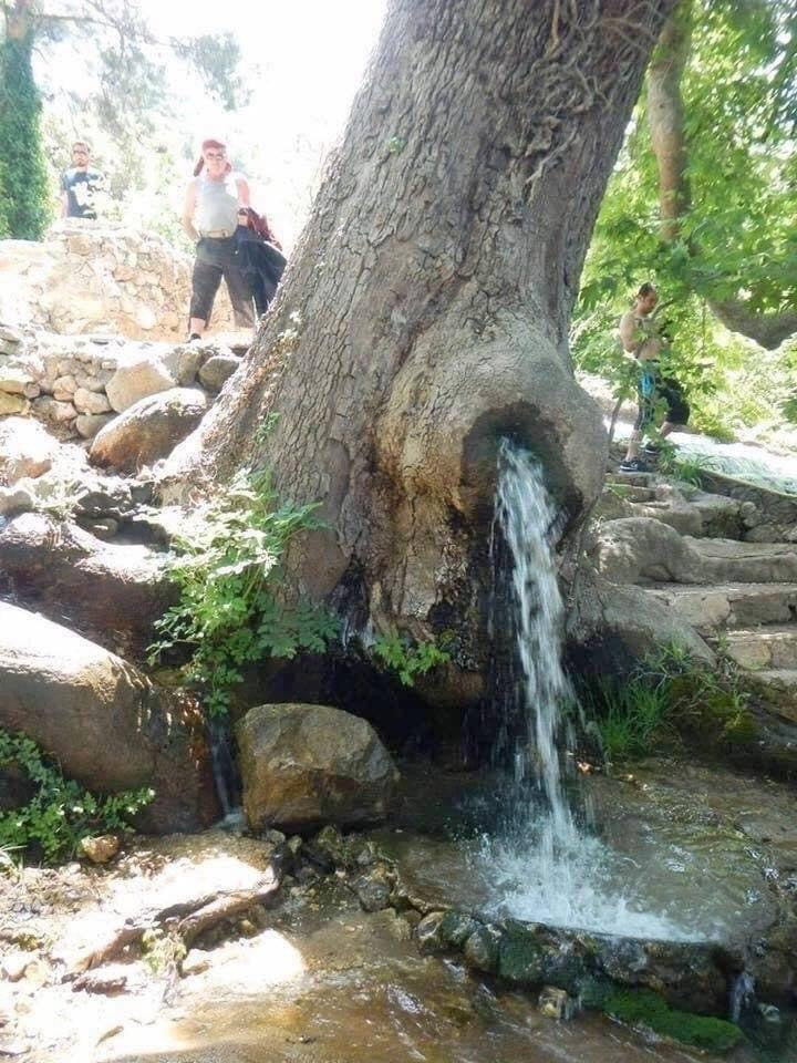 The Mystical Dinoša Mulberry Tree: Nature's Enigmatic Wonder