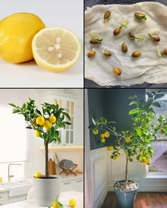 Growing Lemon Trees in Pots from Seeds of Store-Bought Lemons