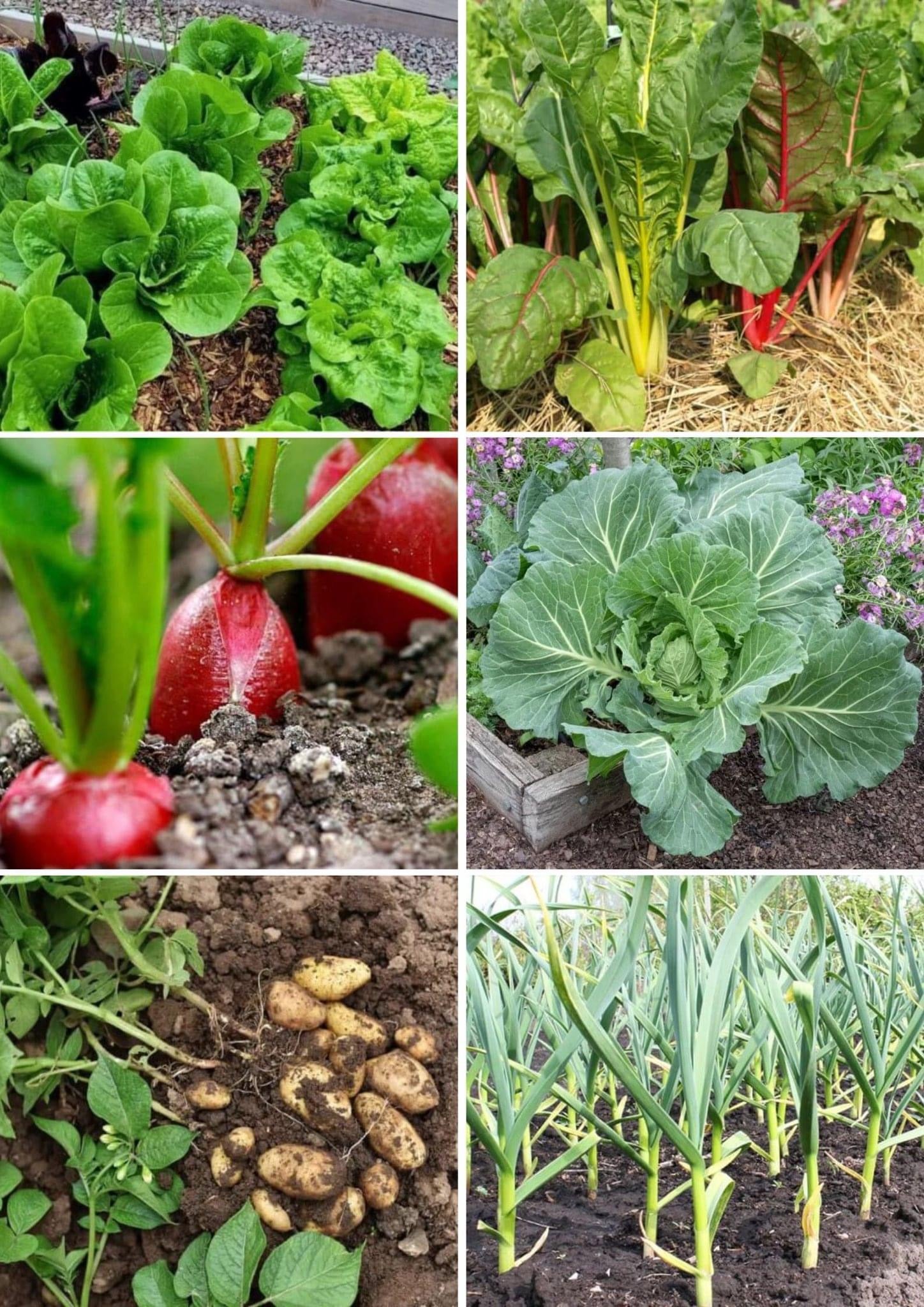 21 Best Vegetables That Grow Well In Shade Areas