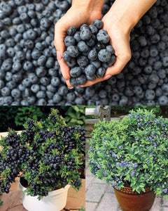 Unlock the Secret Method of Growing a Continuous Supply of Blueberries at Home